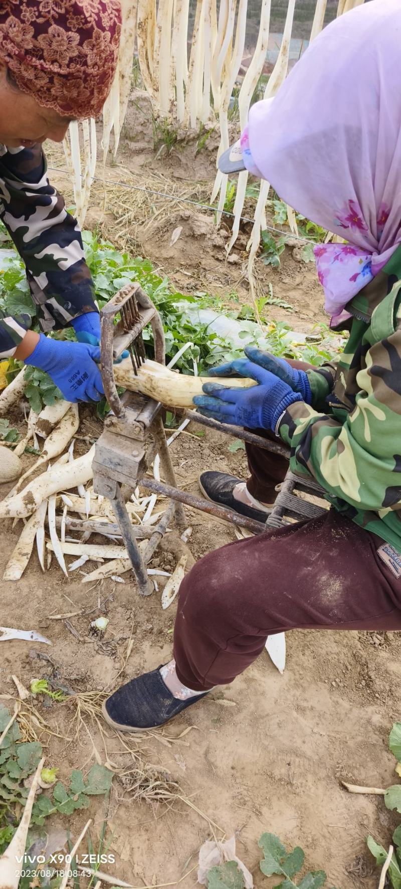 基地种植加工鲜品萝卜条，自然晾晒条形顺直口感脆甜，无霉斑