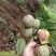 【荐】云南青皮大核桃果1.8一公斤包上车保质保量