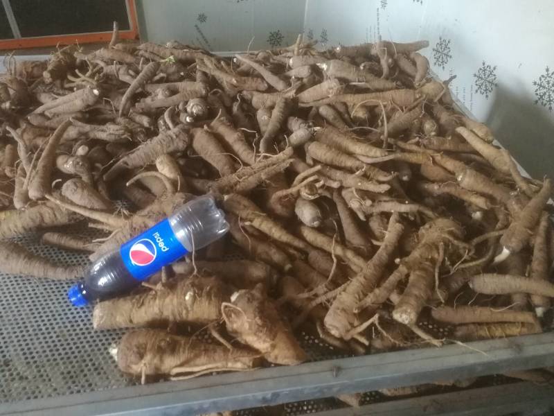 【推荐】白芷精品白芷品质保证量大价优可视频看货欢迎