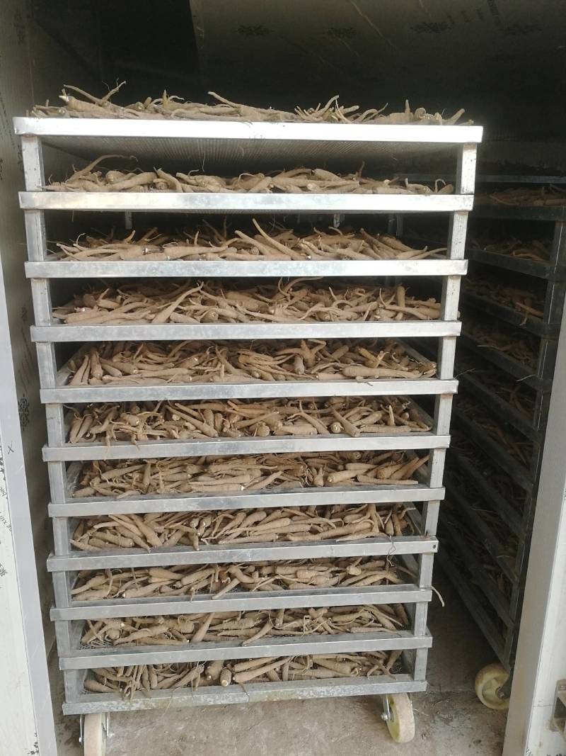 【推荐】白芷精品白芷品质保证量大价优可视频看货欢迎
