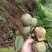 【荐】云南青皮大核桃果1.8一公斤包上车保质保量