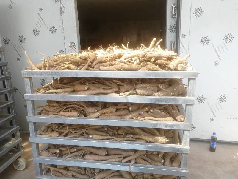 【推荐】白芷精品白芷品质保证量大价优可视频看货欢迎