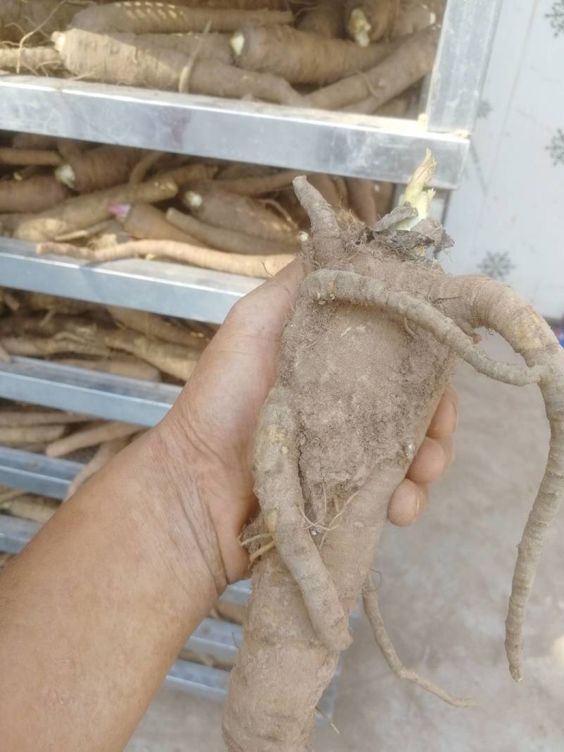 【推荐】白芷精品白芷品质保证量大价优可视频看货欢迎