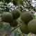 【荐】云南青皮大核桃果1.8一公斤包上车保质保量