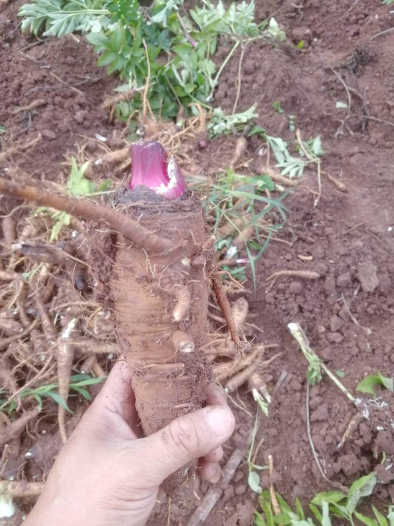 【推荐】白芷精品白芷品质保证量大价优可视频看货欢迎