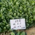 雄霸无霜黑叶菠菜种子直立性好抗病强丹麦进口菠菜种籽好捆扎