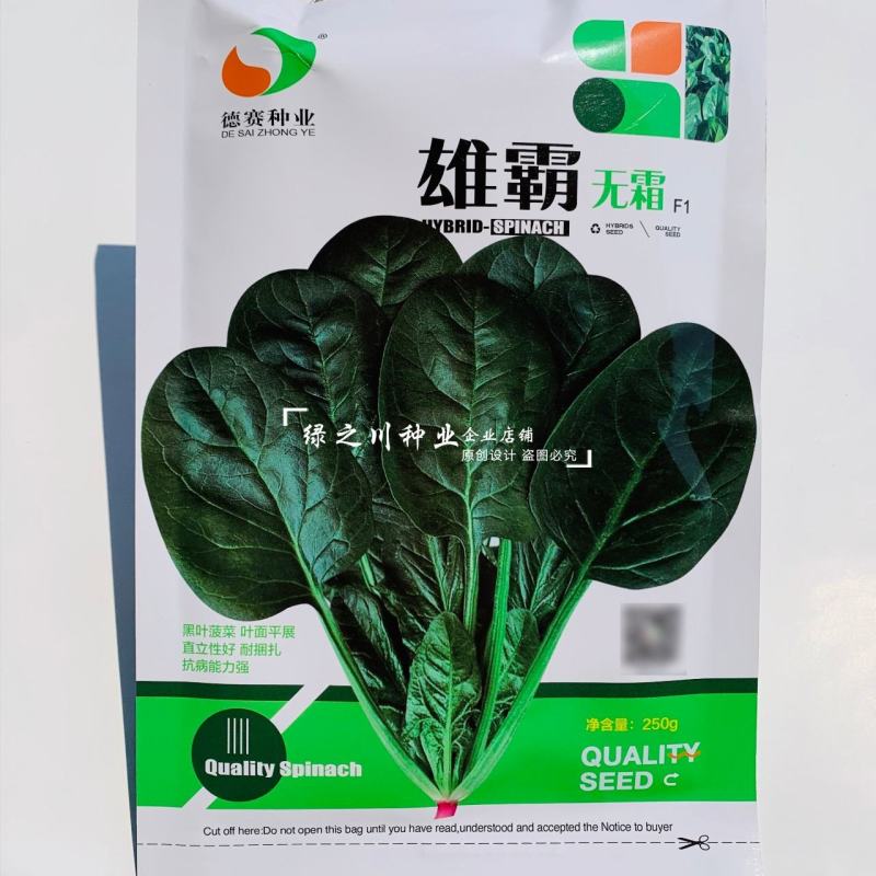 雄霸无霜黑叶菠菜种子直立性好抗病强丹麦进口菠菜种籽好捆扎