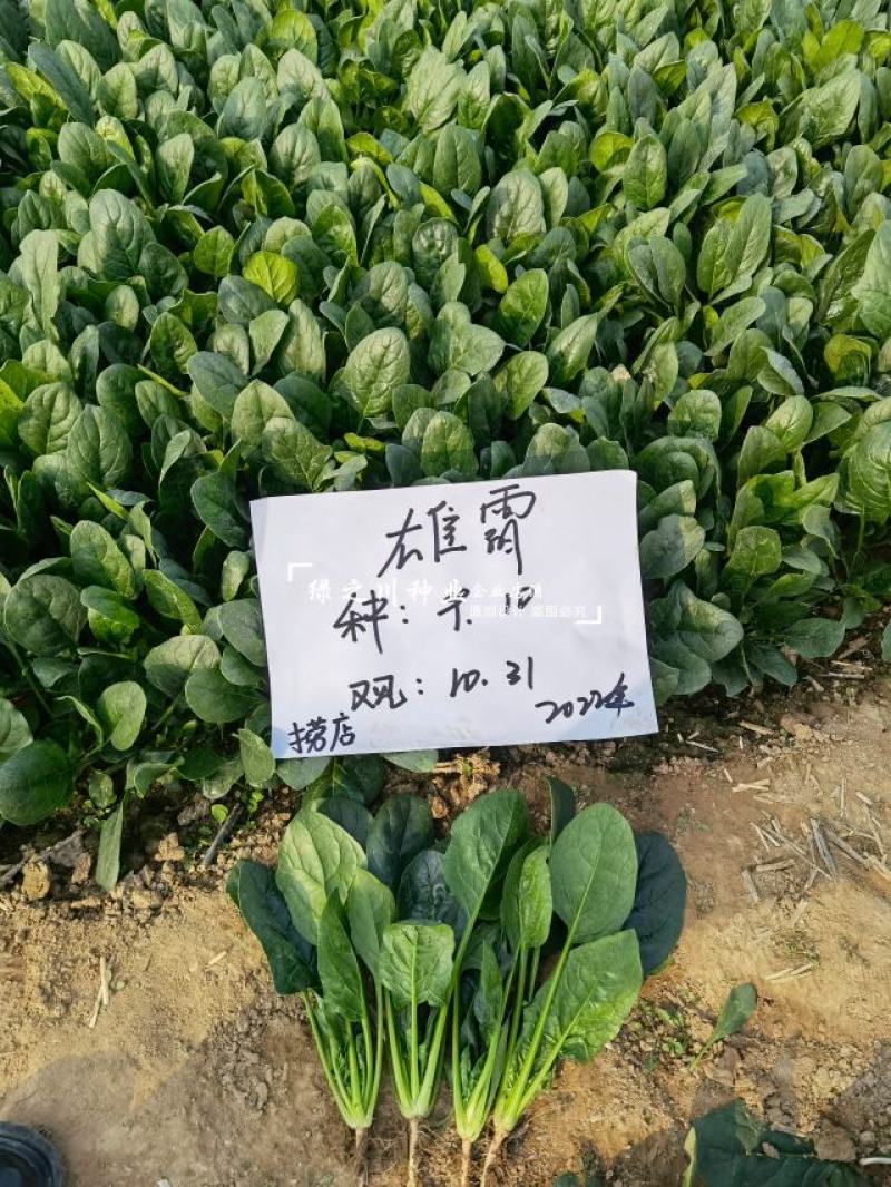 雄霸无霜黑叶菠菜种子直立性好抗病强丹麦进口菠菜种籽好捆扎