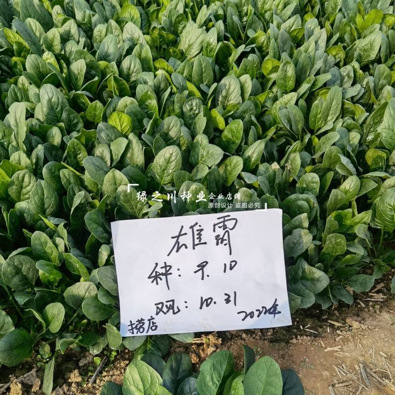 雄霸无霜黑叶菠菜种子直立性好抗病强丹麦进口菠菜种籽好捆扎