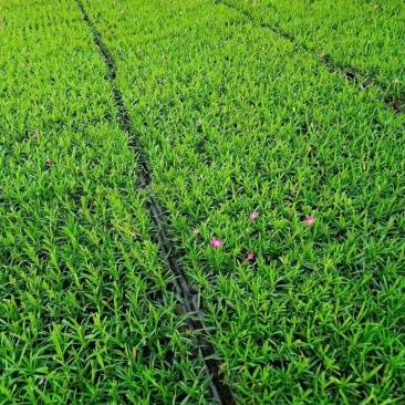 欧石竹盘苗欧石竹种苗欧石竹育苗欧石竹基地