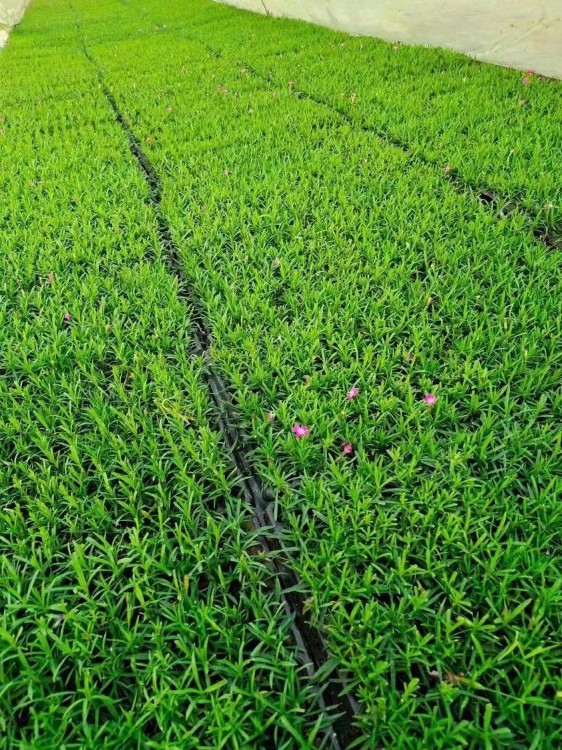 欧石竹盘苗欧石竹种苗欧石竹育苗欧石竹基地