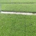 欧石竹盘苗欧石竹种苗欧石竹育苗欧石竹基地