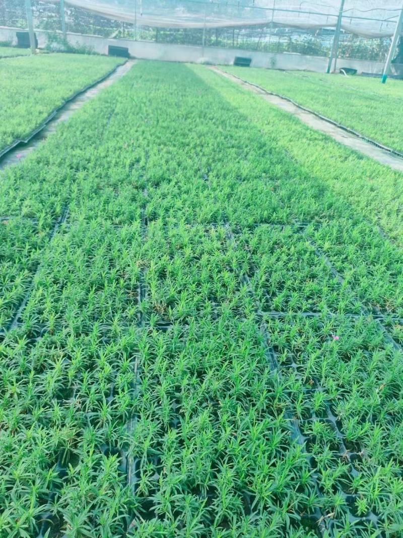 欧石竹盘苗欧石竹种苗欧石竹育苗欧石竹基地