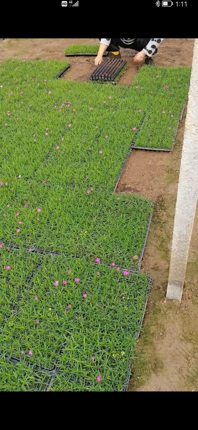 欧石竹盘苗欧石竹种苗欧石竹育苗欧石竹基地