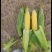 大量出售水果玉米太阳花玉米甜玉米糯玉米无虫缺米