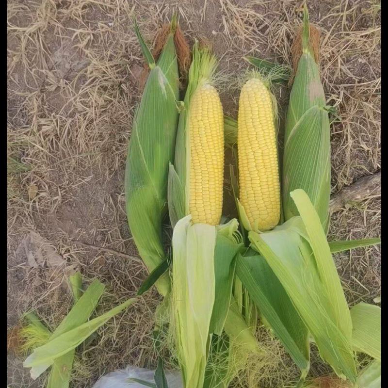 大量出售水果玉米太阳花玉米甜玉米糯玉米无虫缺米