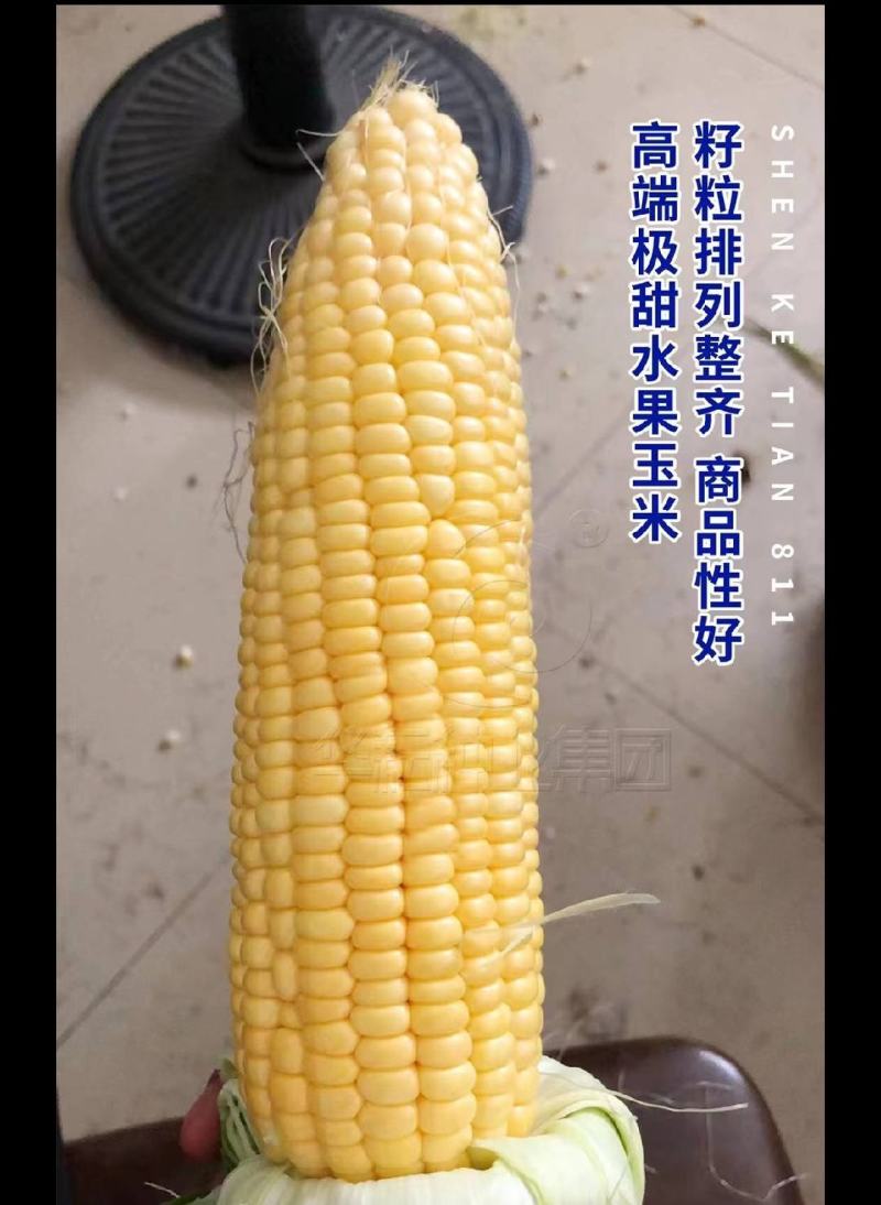 大量出售水果玉米太阳花玉米甜玉米糯玉米无虫缺米