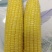 大量出售水果玉米太阳花玉米甜玉米糯玉米无虫缺米