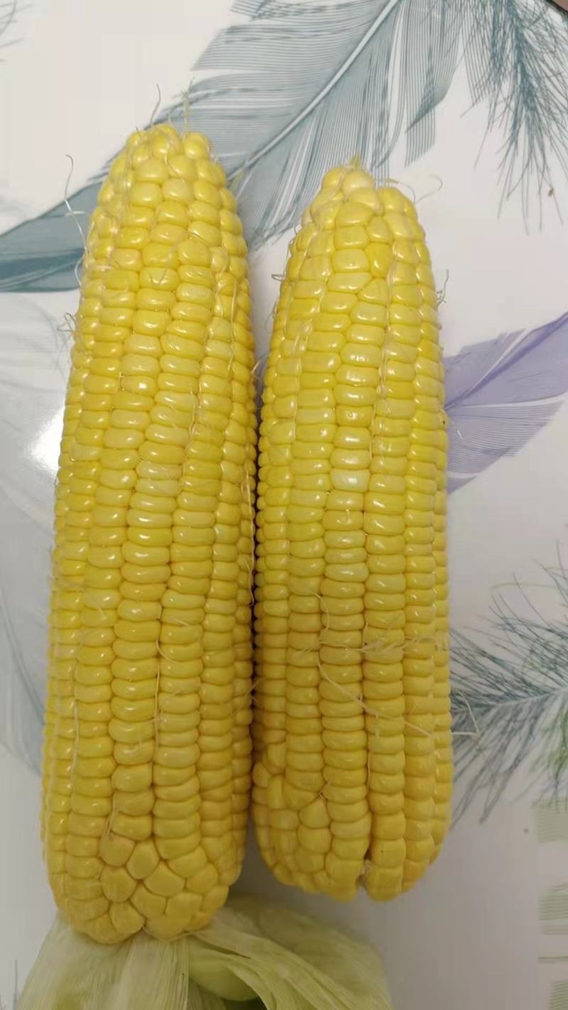 大量出售水果玉米太阳花玉米甜玉米糯玉米无虫缺米