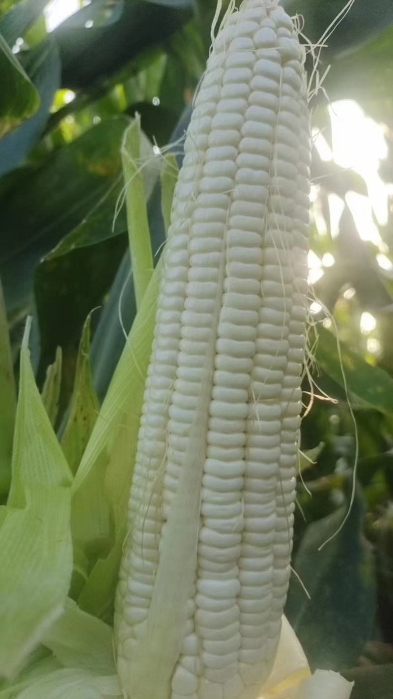 大量出售水果玉米太阳花玉米甜玉米糯玉米无虫缺米