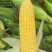 大量出售水果玉米太阳花玉米甜玉米糯玉米无虫缺米