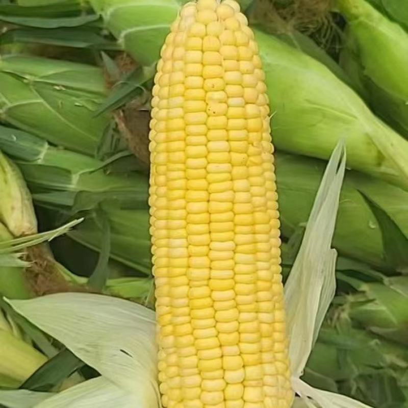 大量出售水果玉米太阳花玉米甜玉米糯玉米无虫缺米