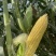 大量出售水果玉米太阳花玉米甜玉米糯玉米无虫缺米