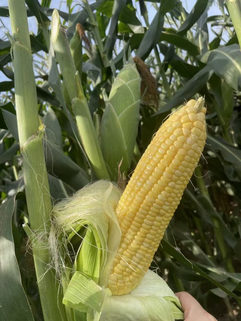 大量出售水果玉米太阳花玉米甜玉米糯玉米无虫缺米