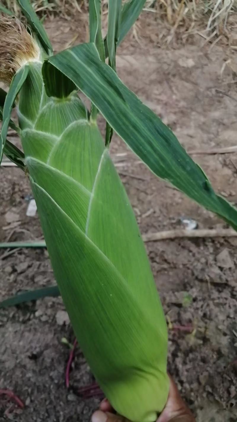 大量出售水果玉米太阳花玉米甜玉米糯玉米无虫缺米