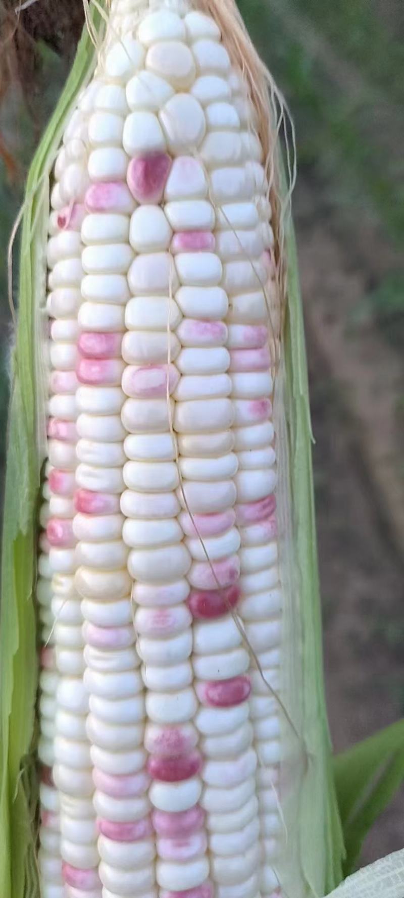 大量出售水果玉米太阳花玉米甜玉米糯玉米无虫缺米
