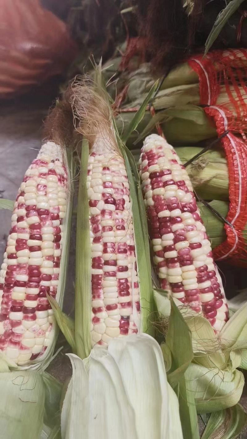 大量出售水果玉米太阳花玉米甜玉米糯玉米无虫缺米