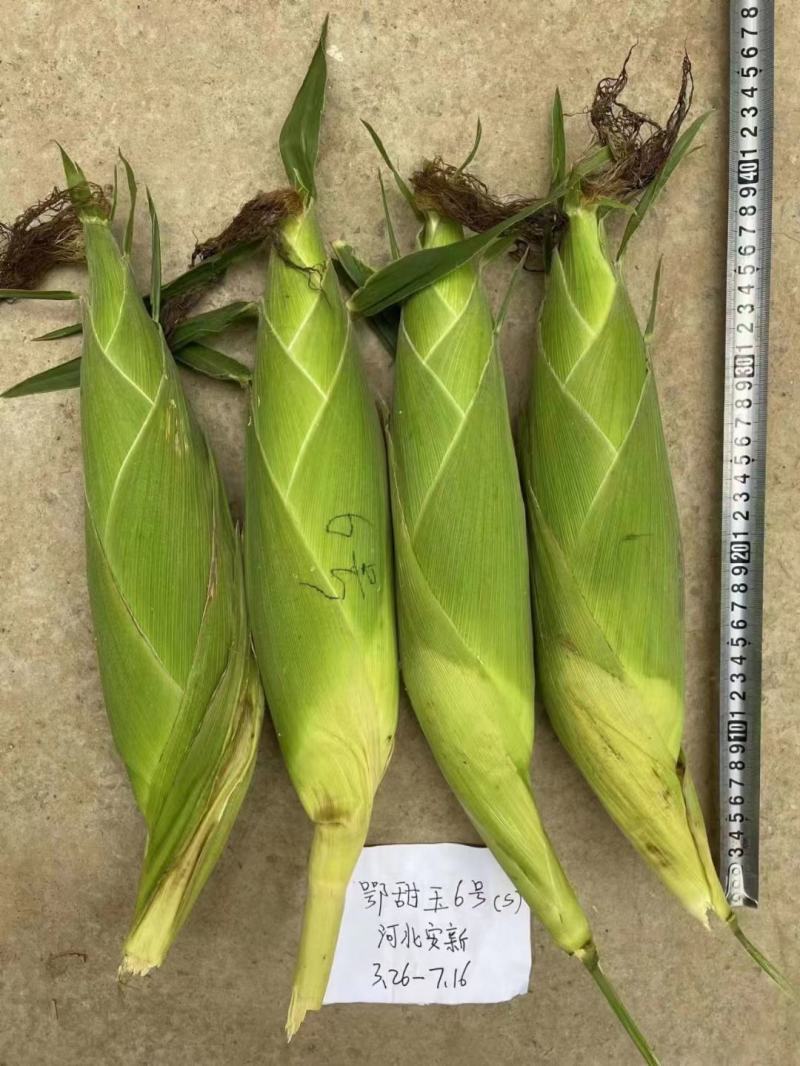 大量出售水果玉米太阳花玉米甜玉米糯玉米无虫缺米