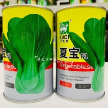 早熟耐湿抗热青梗菜种子夏宝青菜种子口感甜糯鲜嫩株型直立