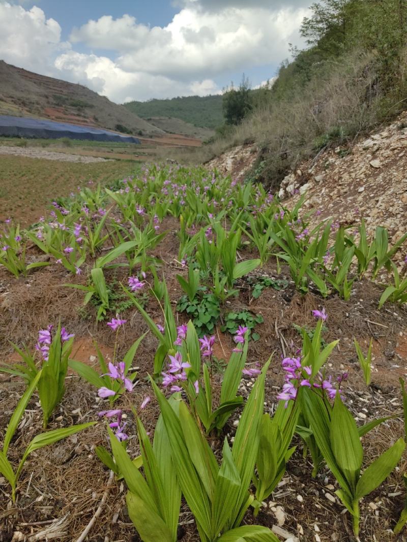 白芨药材市场一手货源质量保证量大从优