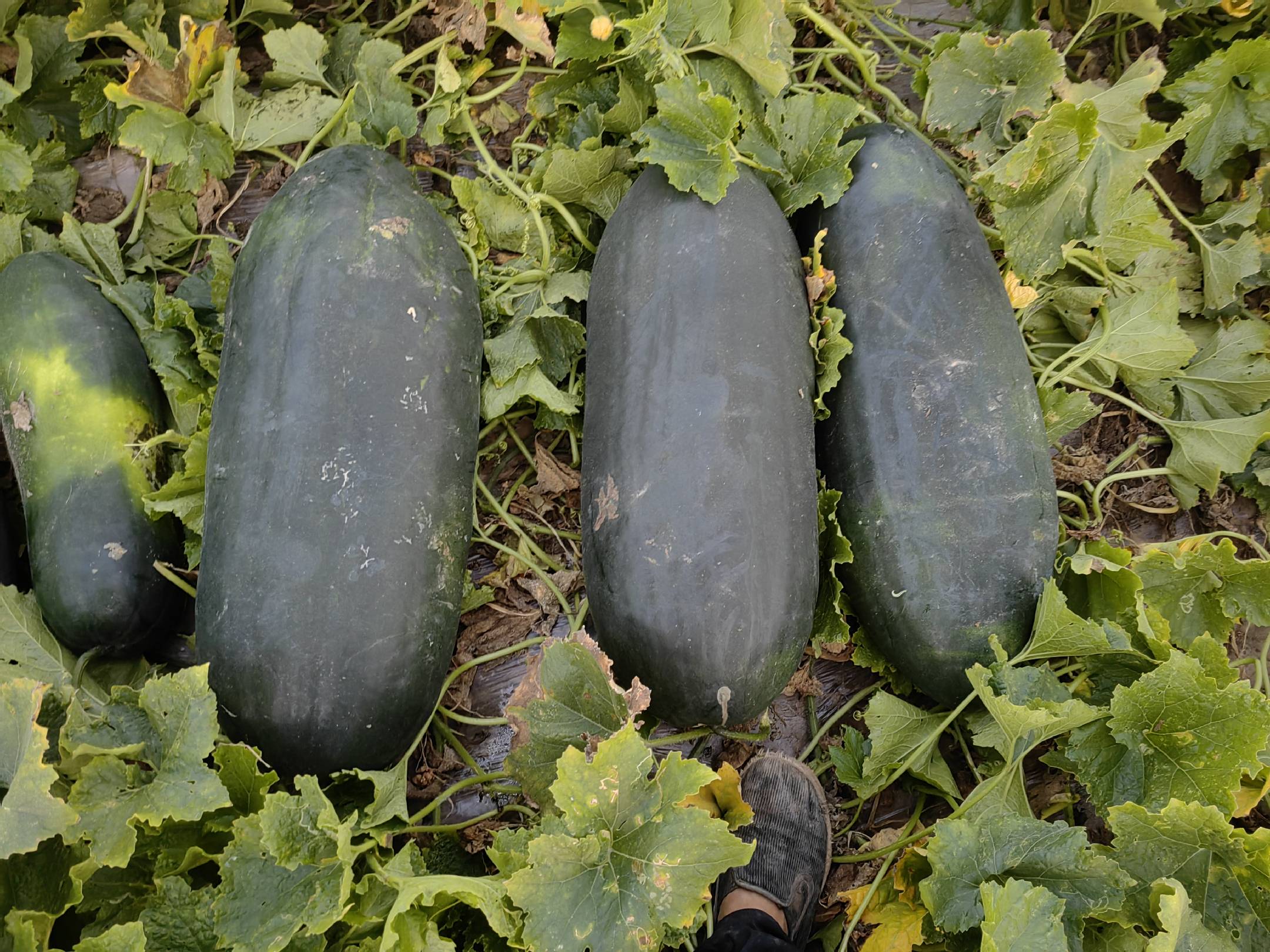 展示一个成熟的大号黑皮冬瓜,表面光滑,颜色深绿至黑色,背景为田园环境 黑皮冬瓜特写