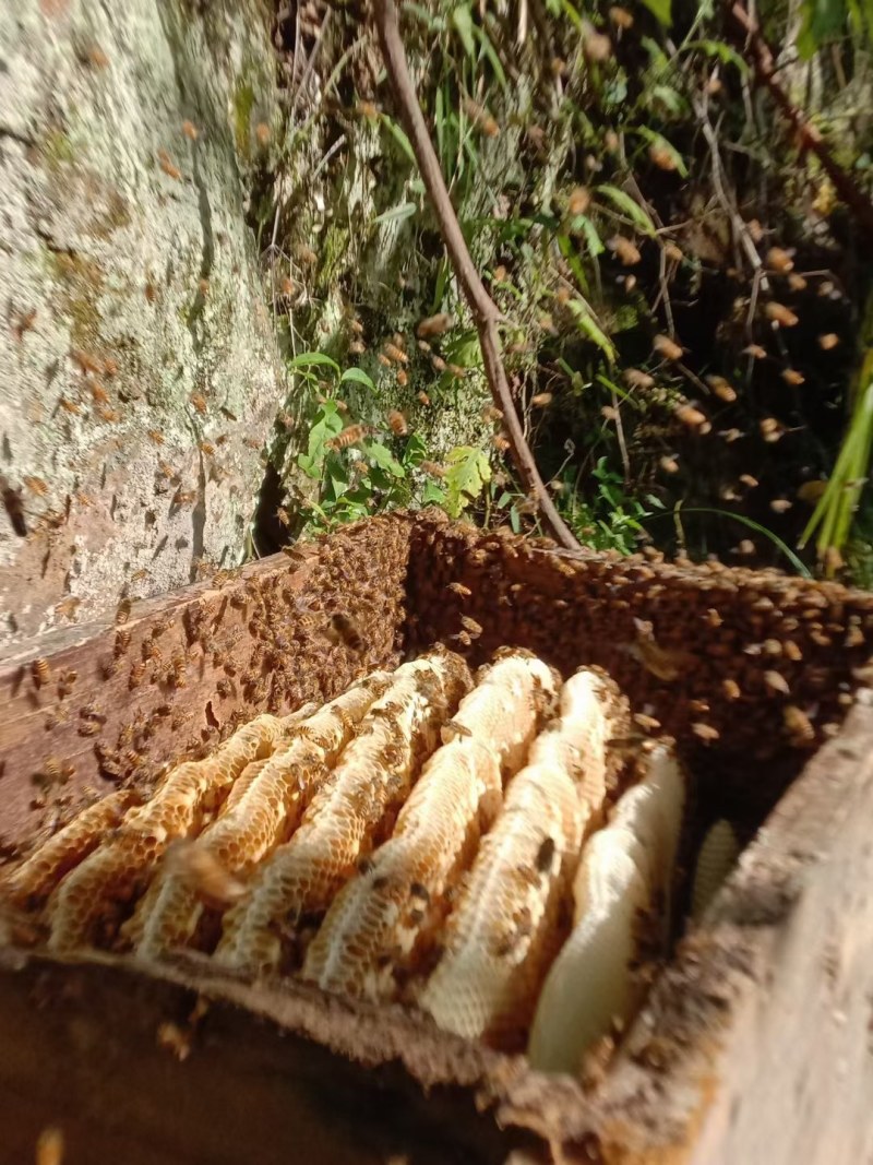 正宗山野土蜂蜜