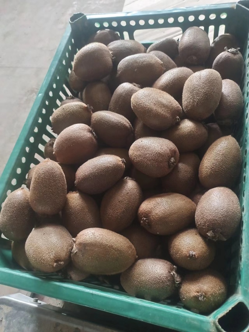 园货冷库货精品翠香猕猴桃产地一手货源，价格依大桃比例