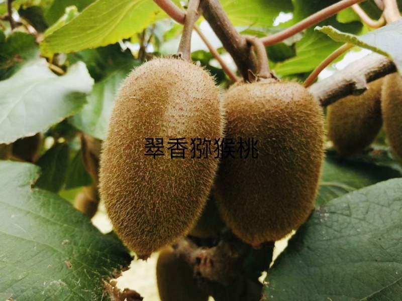 园货冷库货精品翠香猕猴桃产地一手货源，价格依大桃比例