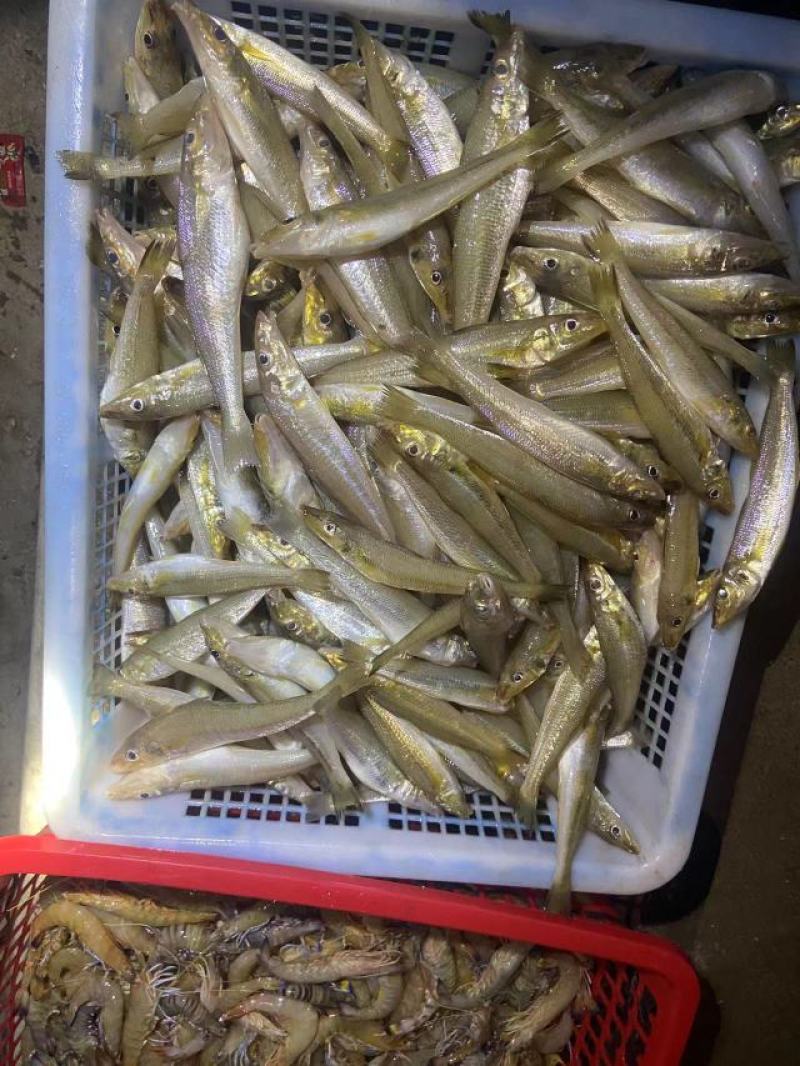 广西北海小渔船沙尖鱼