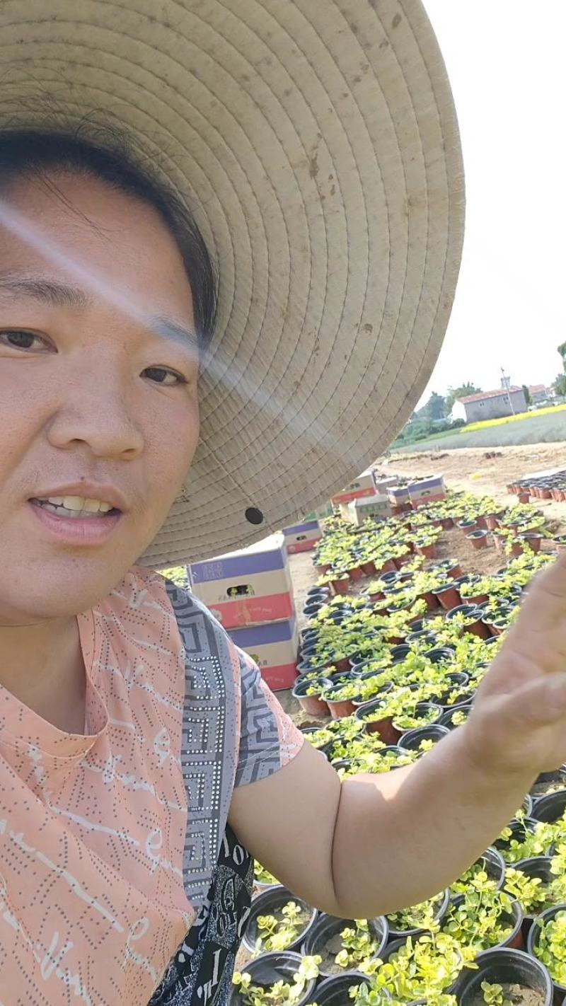 金叶过路黄，基地直销有营养杯苗，有110双色盆的