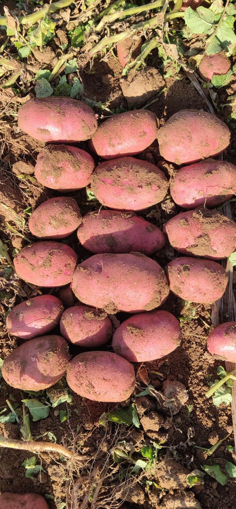 内蒙武川县优质川引红皮土豆，红沙土豆，个头大，颜色好