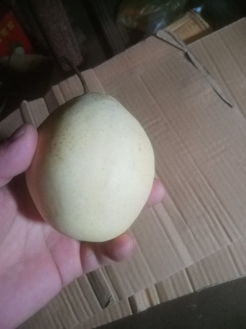 魏县红香酥鸭梨皇冠梨秋月梨晚秋梨魏县桃