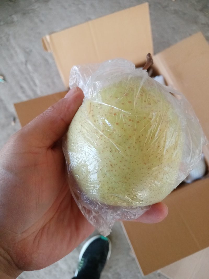 魏县红香酥鸭梨皇冠梨秋月梨晚秋梨魏县桃