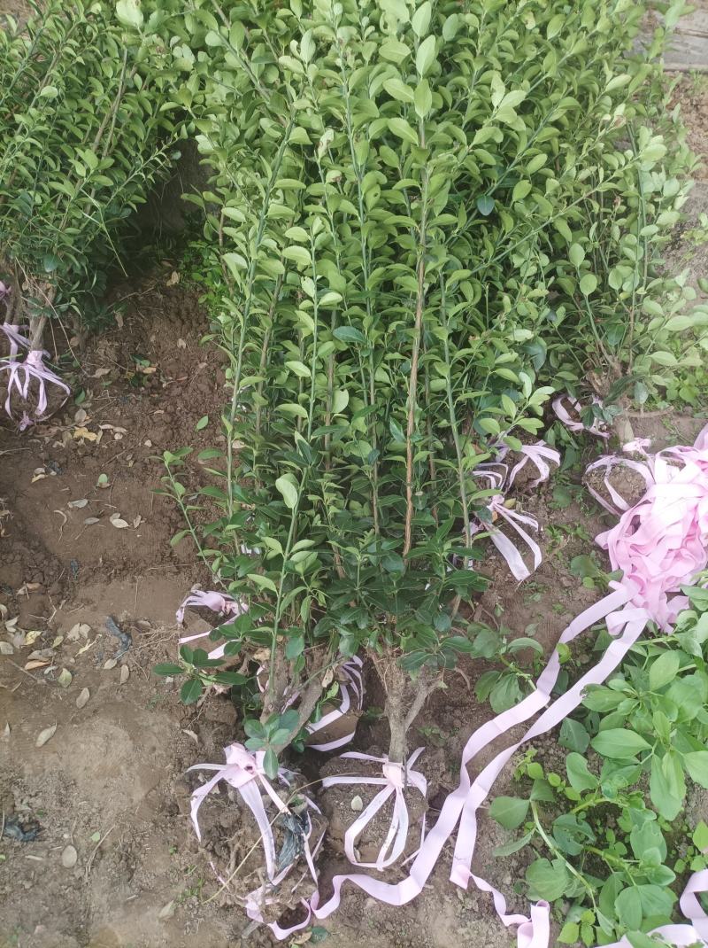 大叶黄杨工程苗