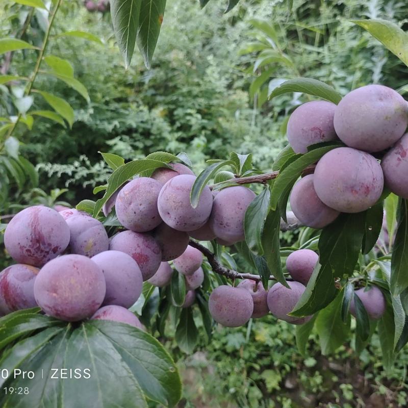 脆红李子，口感巴适得板，如有老板需要，欢迎打扰。