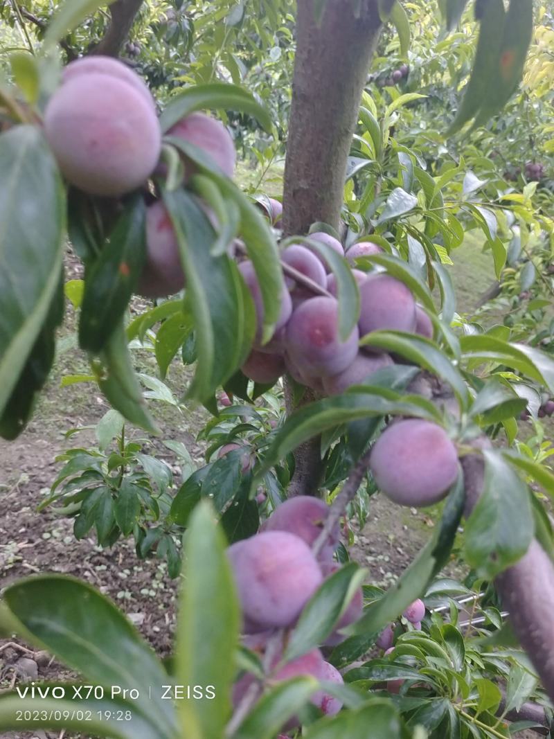 脆红李子，口感巴适得板，如有老板需要，欢迎打扰。