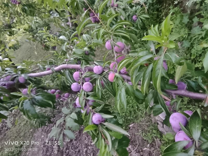 脆红李子，口感巴适得板，如有老板需要，欢迎打扰。