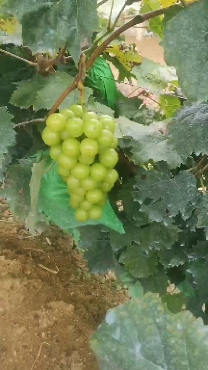 阳光玫瑰葡萄
