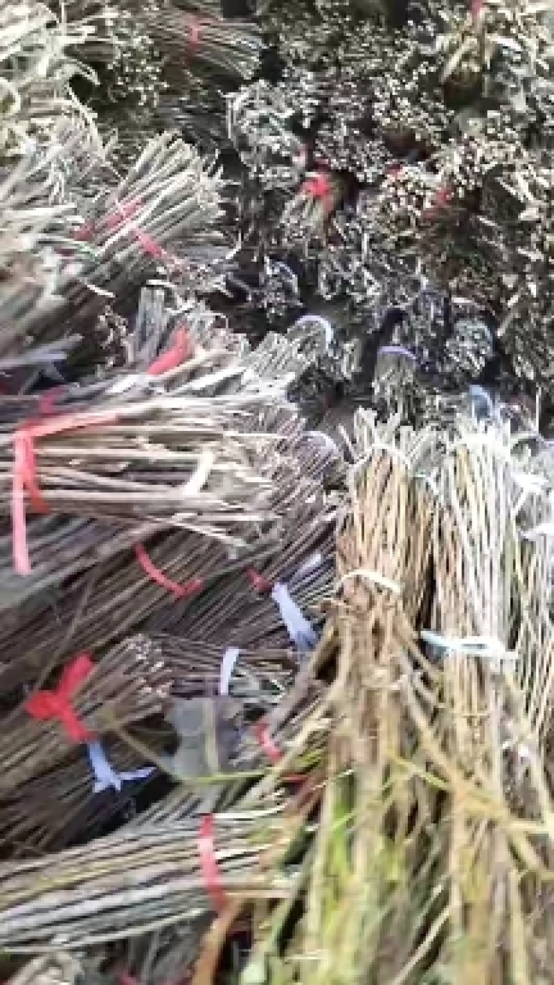 金蝉卵枝，爬叉枝，杨树卵枝，李子卵枝，金蝉种苗，一手货源