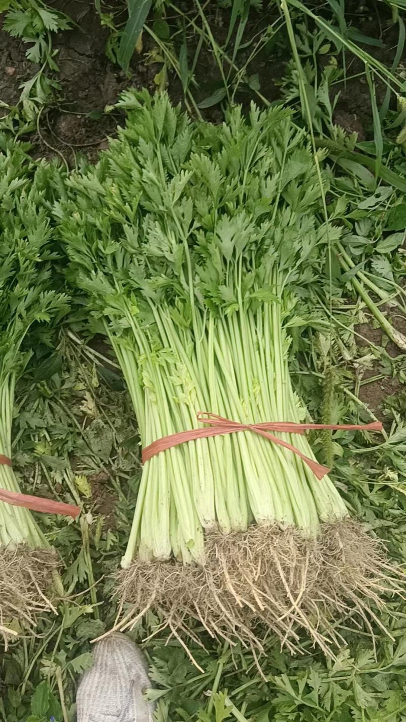 小细棵芹菜正在大量上市中火爆热卖欢迎采购